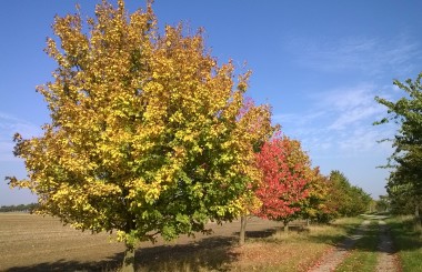 Herbstliche Farbspiele